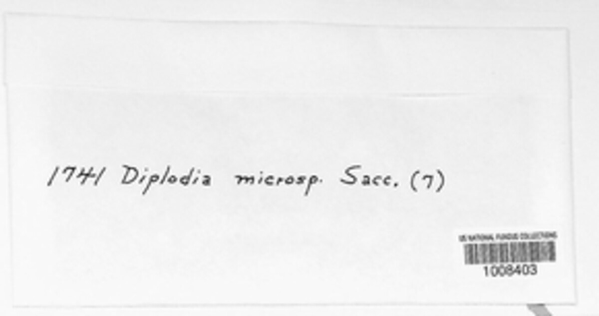 Microdiplodia microspora image